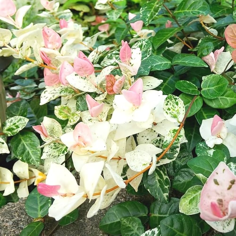 ハツユキカズラ！長さ0.2〜0.35！35ポット ハツユキカズラ！長さ0.2〜0.35！35ポット